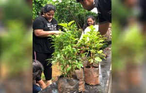 Tree Plantation
