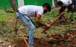 Tree Plantation Drive 1